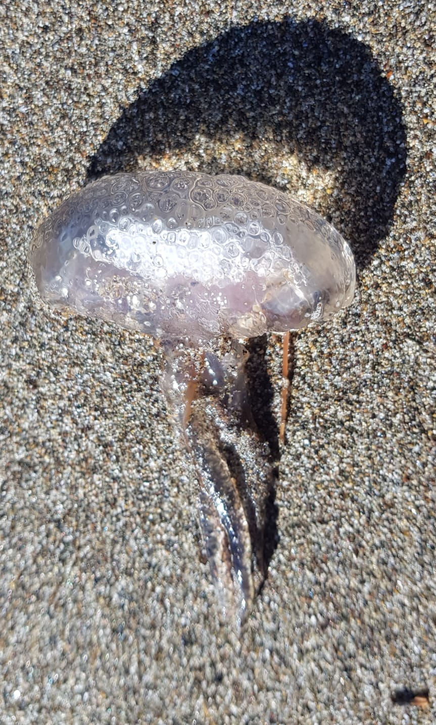 Medusa sulla spiaggia di Toscana